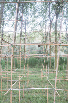 Campo