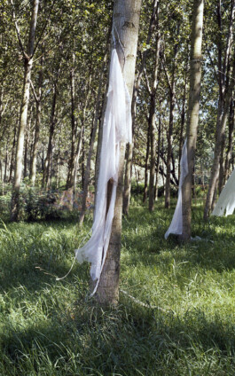 Campo
