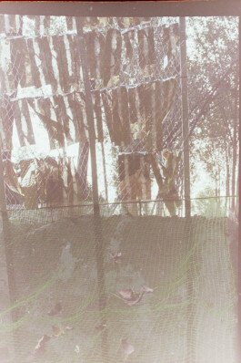 Campo
