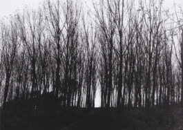 Campo