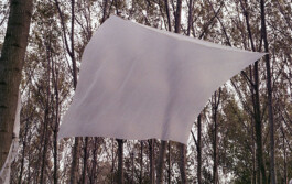 Campo