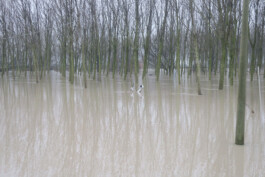 Campo