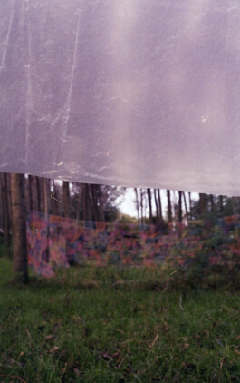 Campo