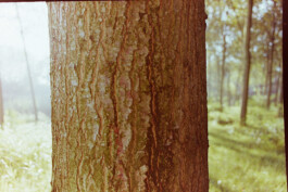 Campo