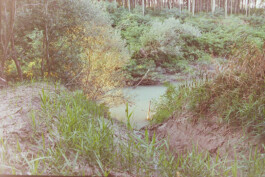 Campo