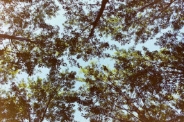 Campo