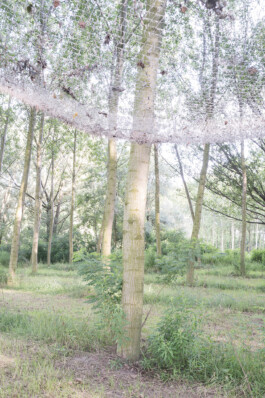 Campo