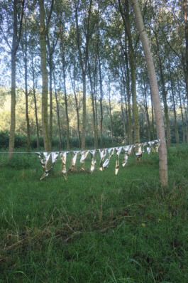 Campo