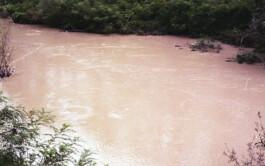 Campo