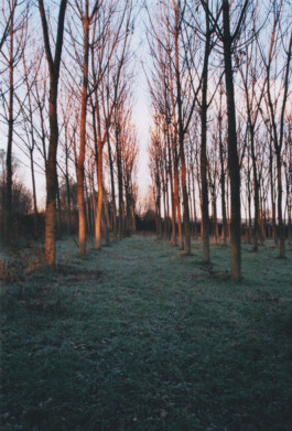 Campo