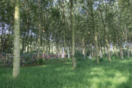 Campo