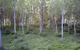 Campo