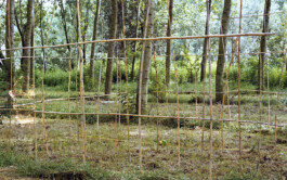 Campo