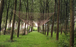 Campo
