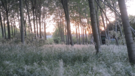 Campo