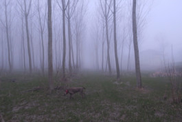 Campo