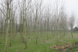 Campo