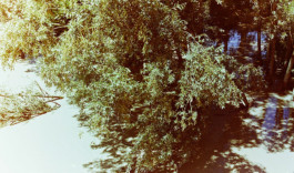 Campo