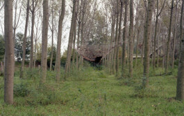 Campo