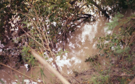 Campo