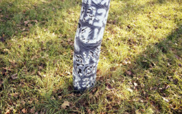 Campo