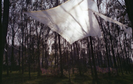 Campo