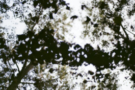 Campo