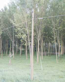 Campo