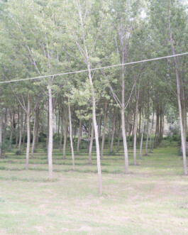 Campo