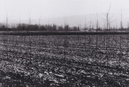 Campo