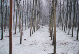 Campo