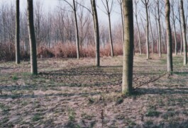 Campo
