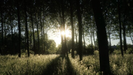 Campo