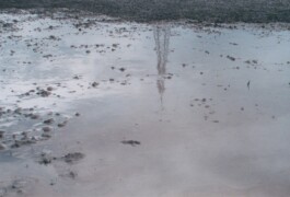 Campo