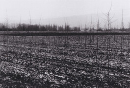 Campo