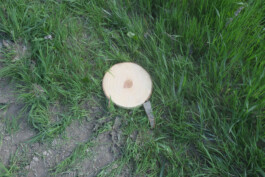 Campo
