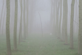 Campo