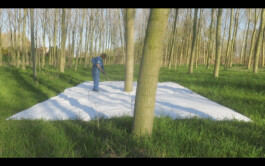 Campo