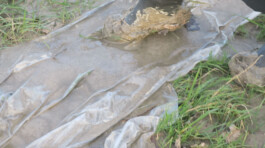 Campo