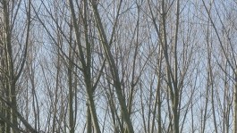 Campo